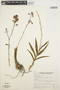 Epidendrum campestre image