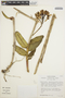 Epidendrum cinnabarinum image
