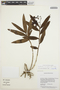 Epidendrum coronatum image