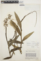 Epidendrum cornutum image