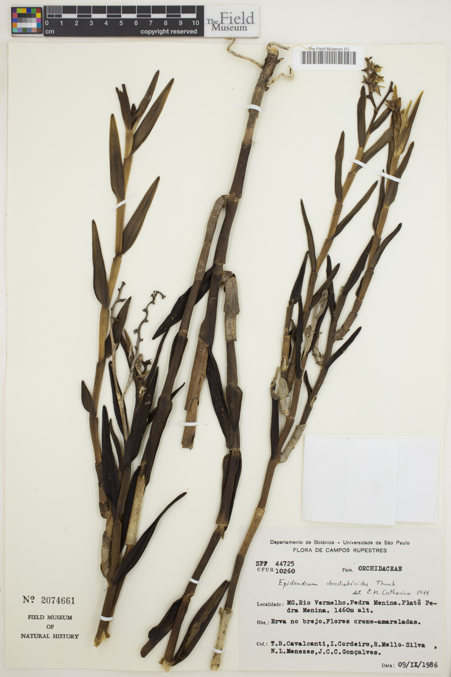 Epidendrum dendrobioides image