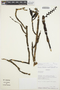 Epidendrum dendrobioides image
