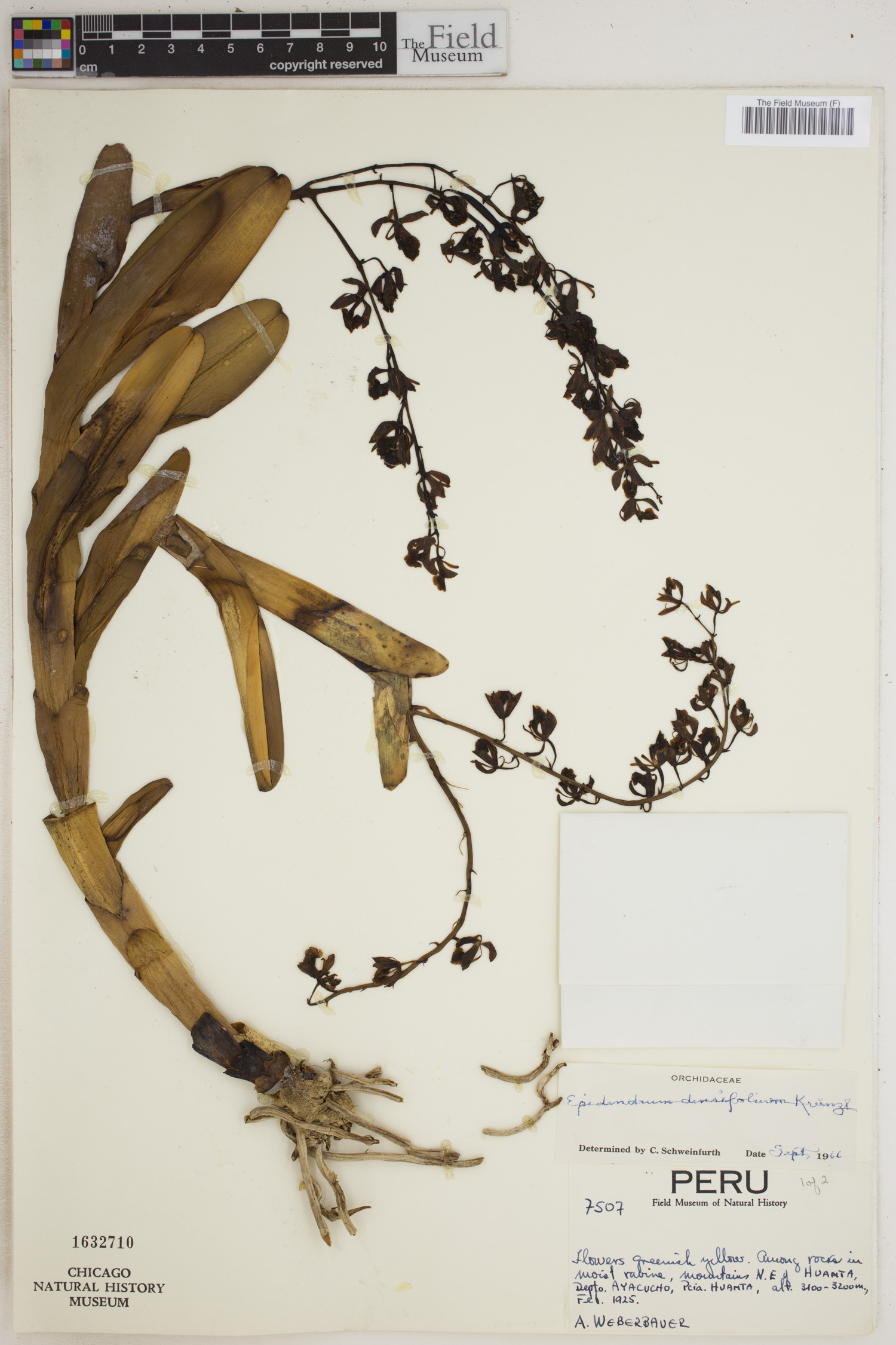 Epidendrum densifolium image
