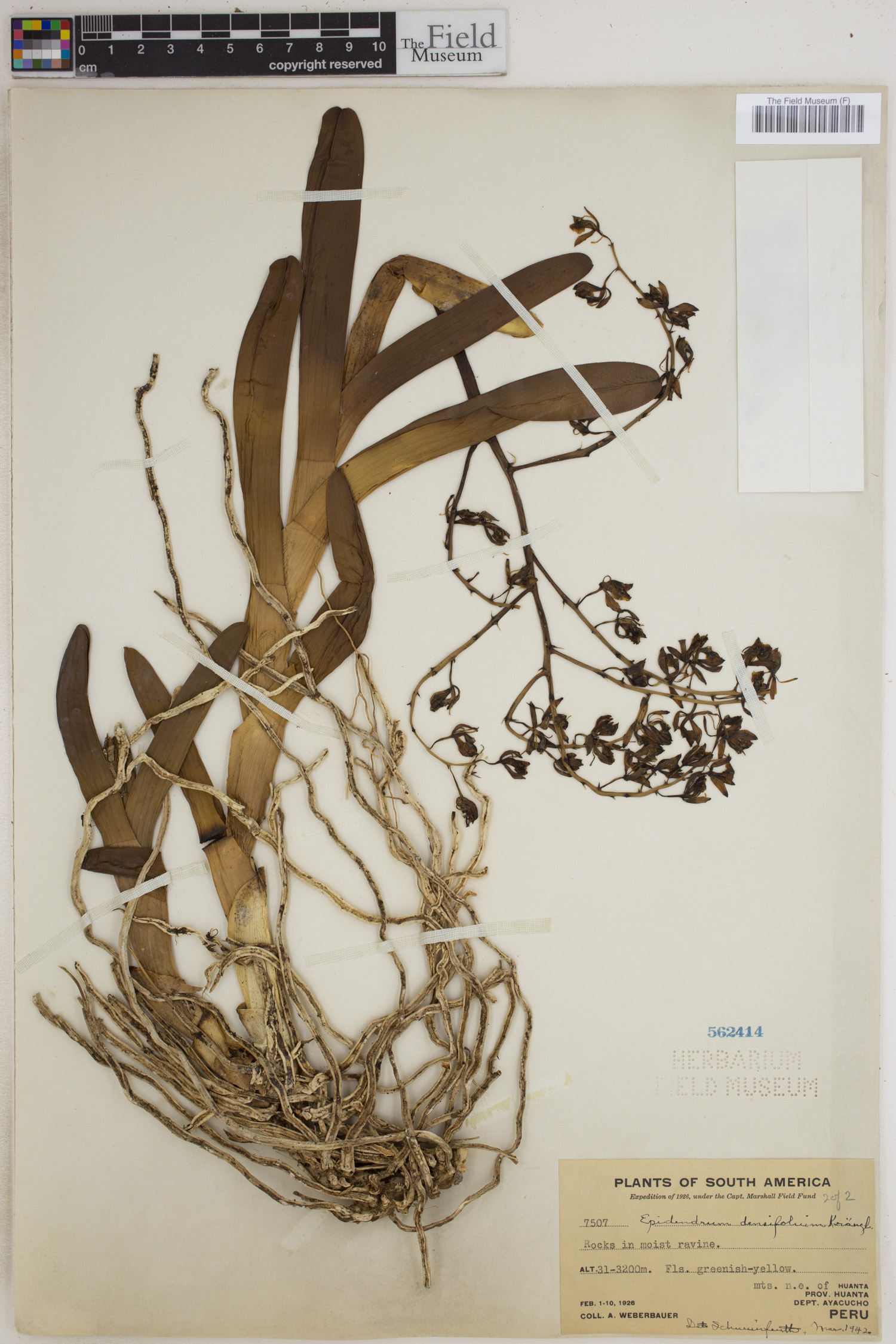 Epidendrum densifolium image
