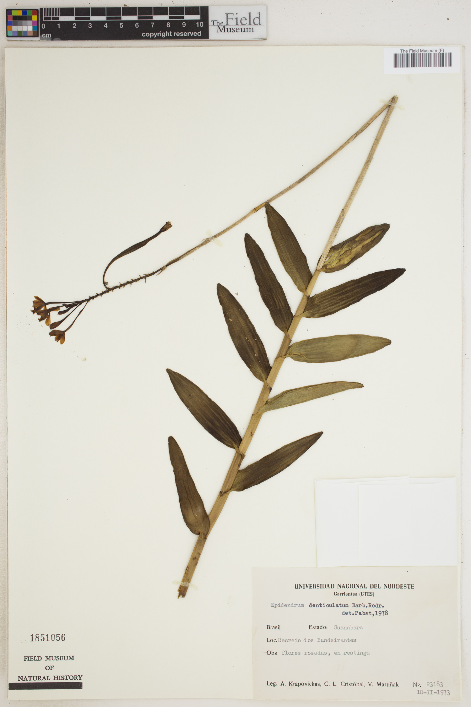 Epidendrum denticulatum image