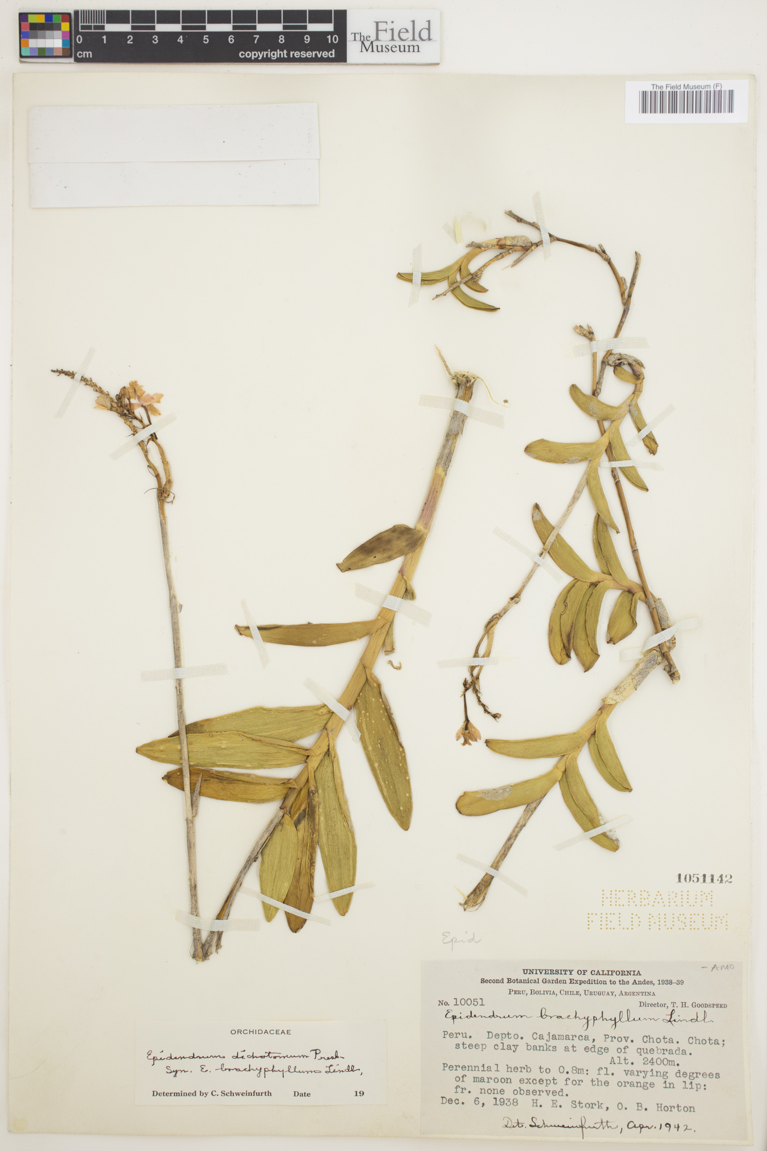 Epidendrum dichotomum image