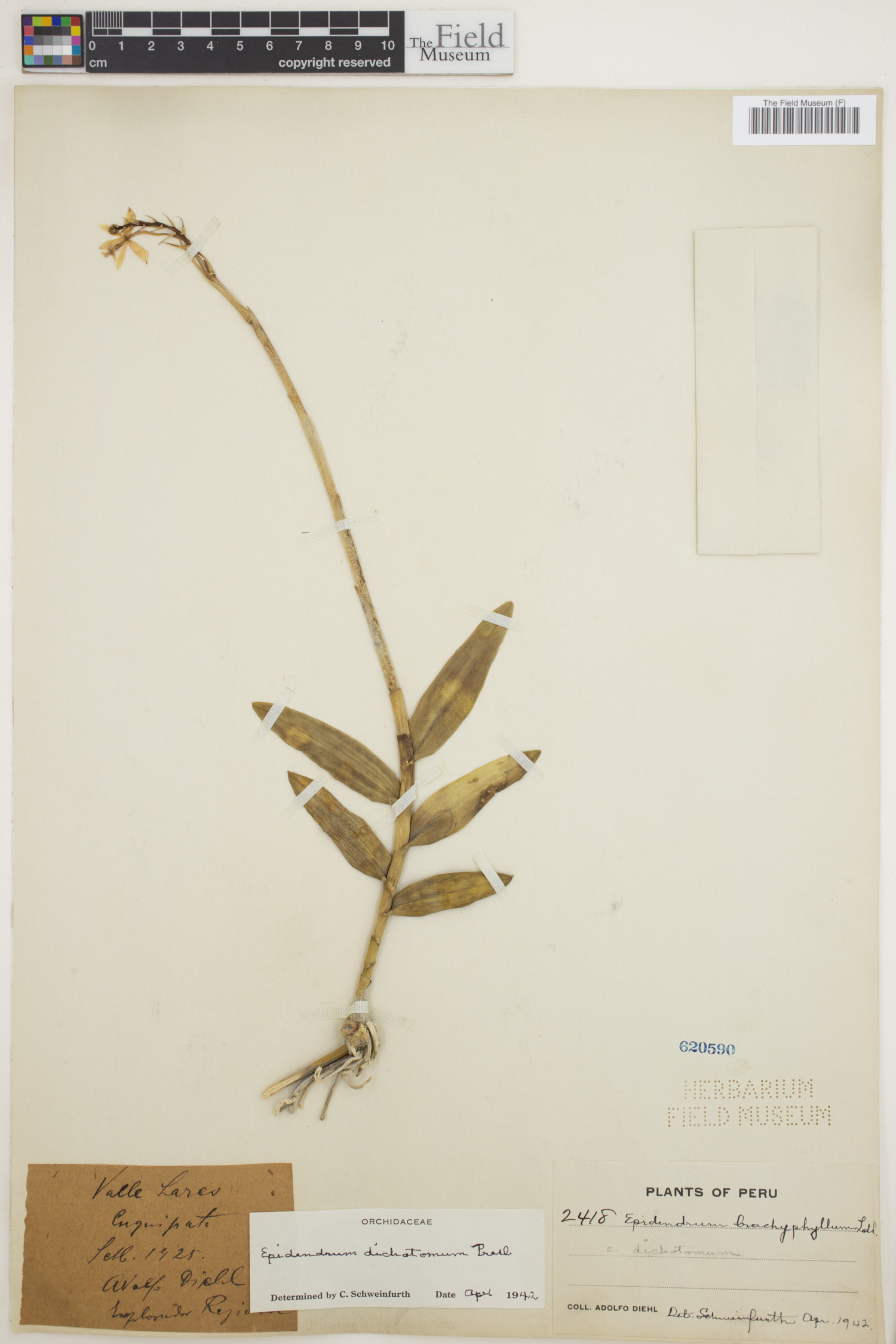 Epidendrum dichotomum image