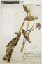Epidendrum dichotomum image