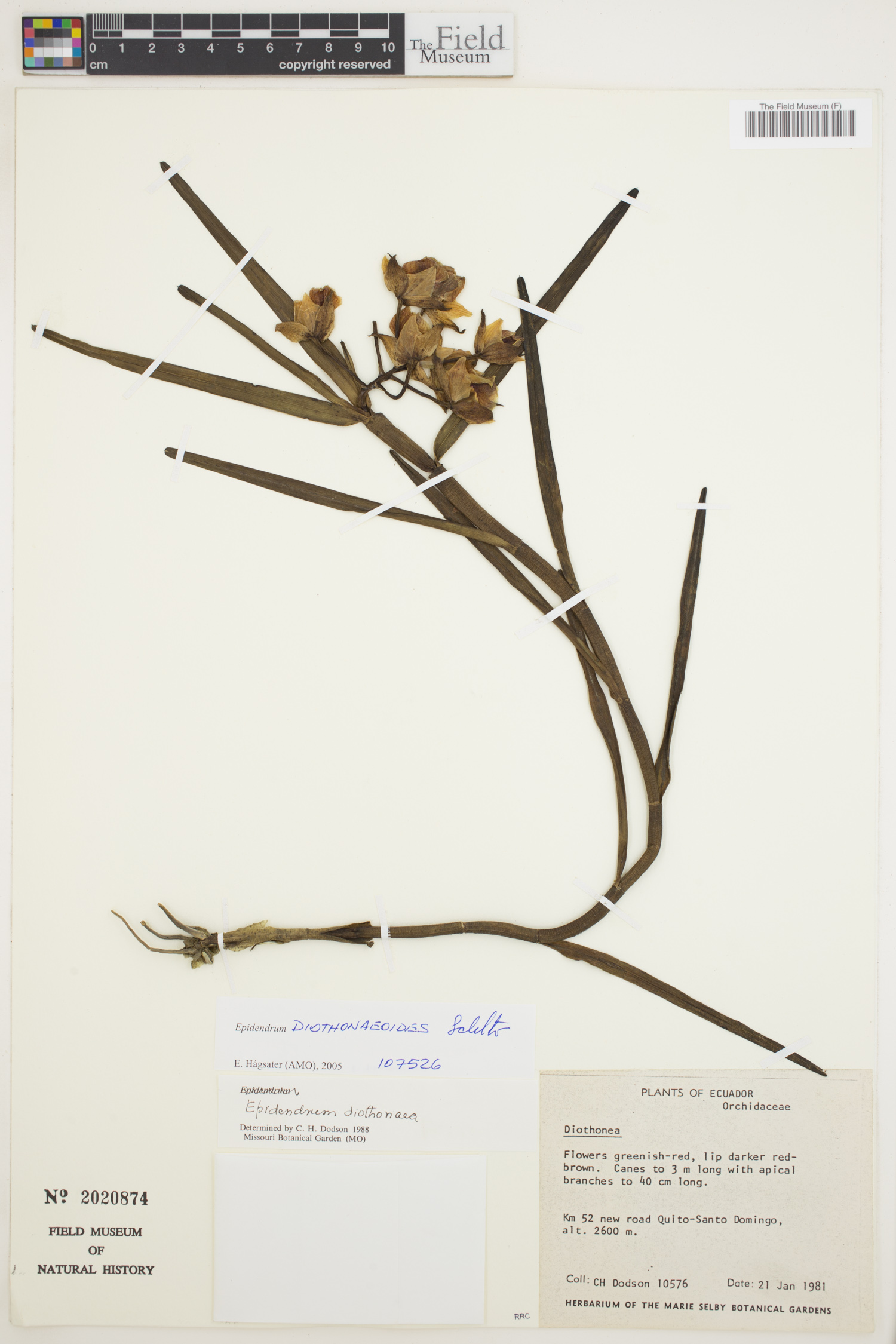 Epidendrum diothonaeoides image