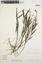 Epidendrum englerianum image