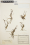 Epidendrum fimbriatum image