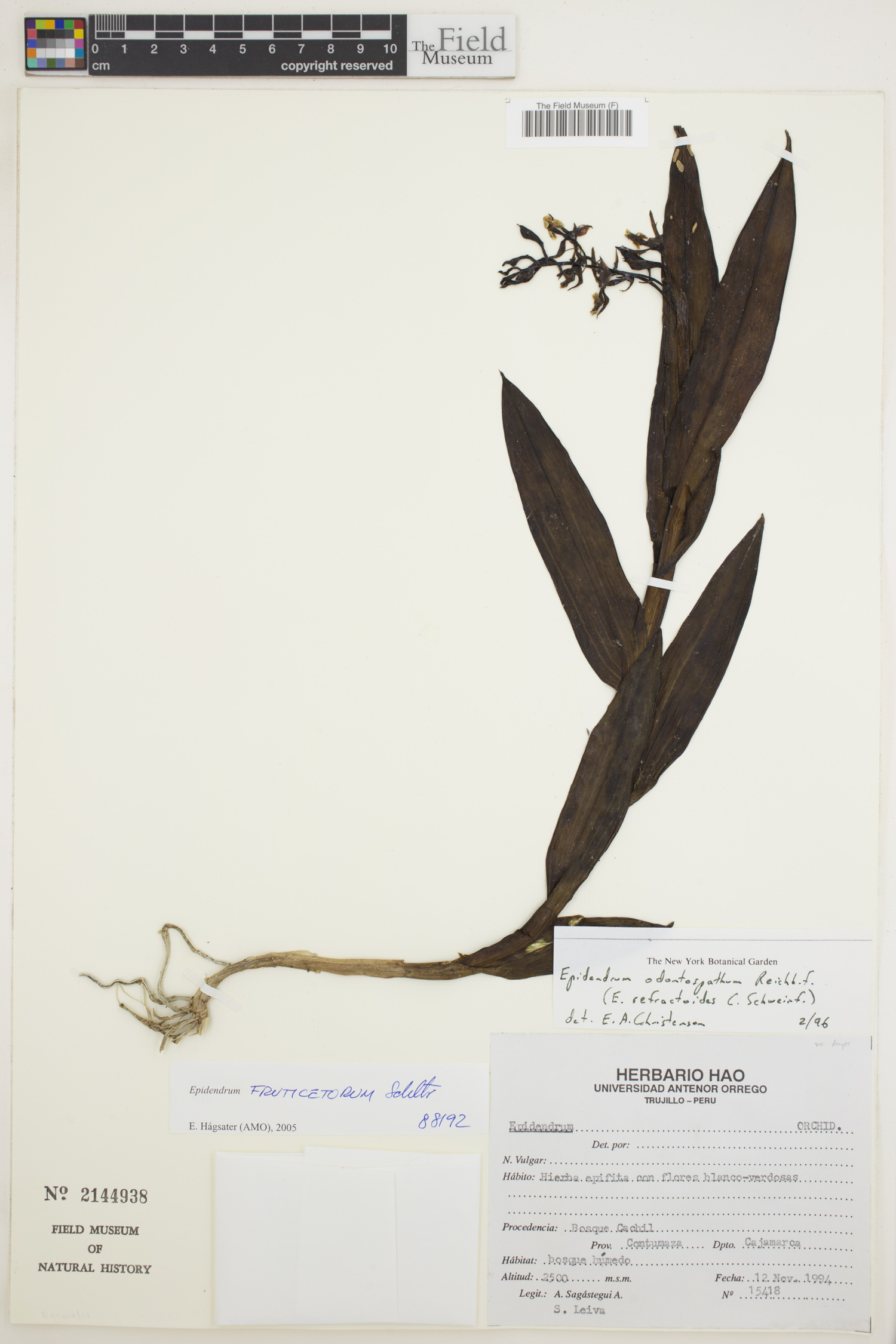 Epidendrum fruticetorum image