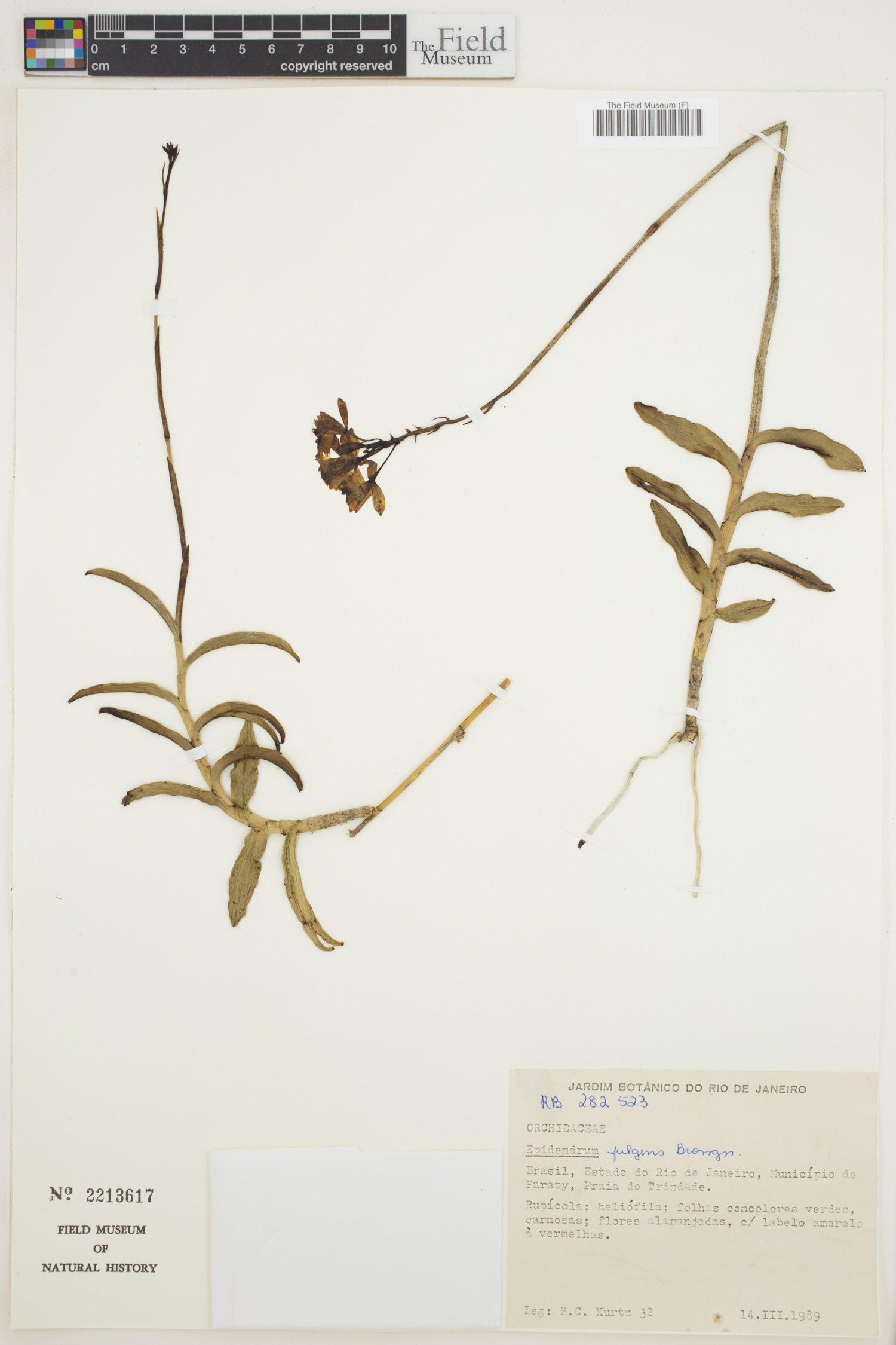 Epidendrum fulgens image