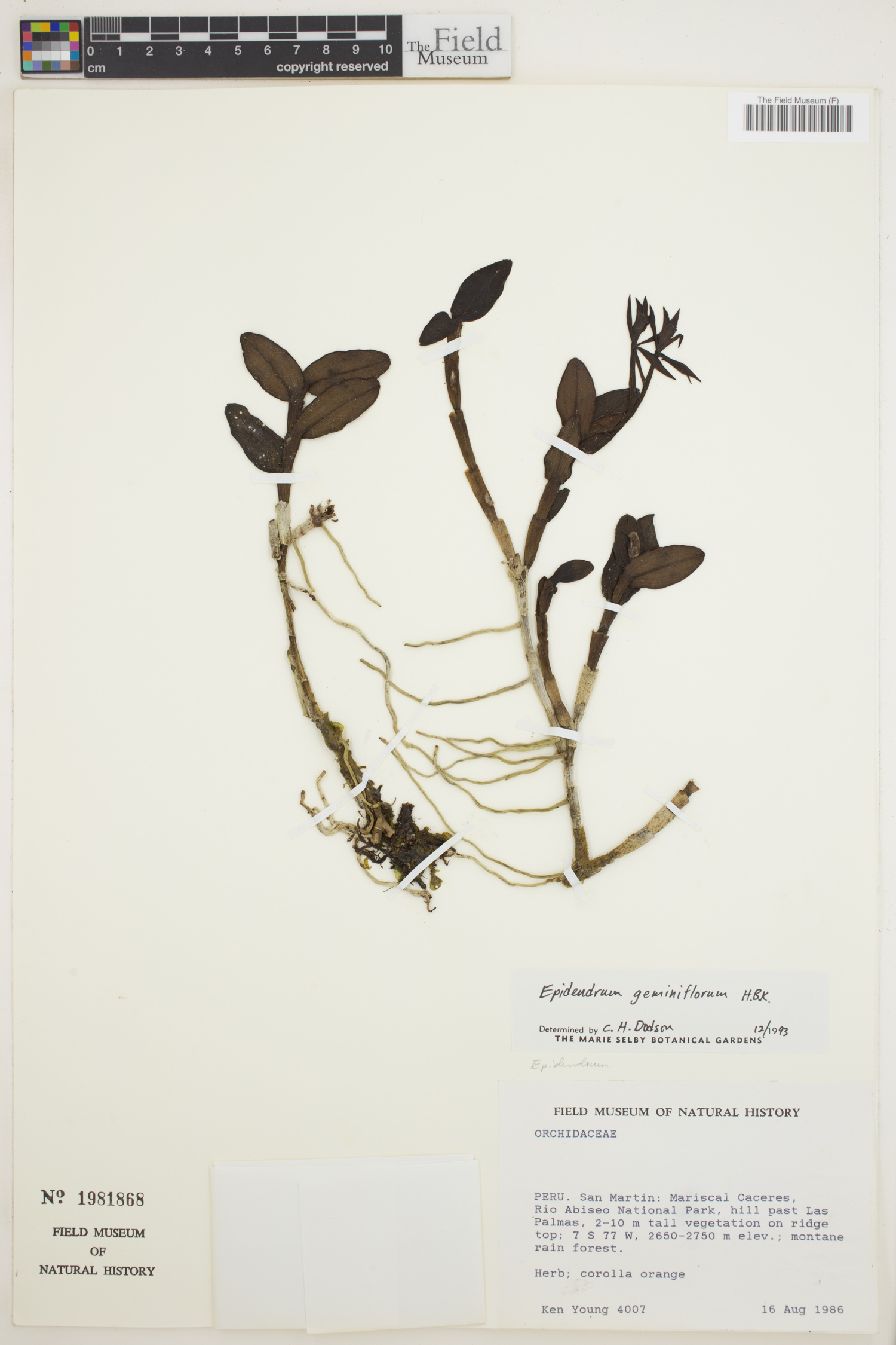 Epidendrum geminiflorum thumbnail