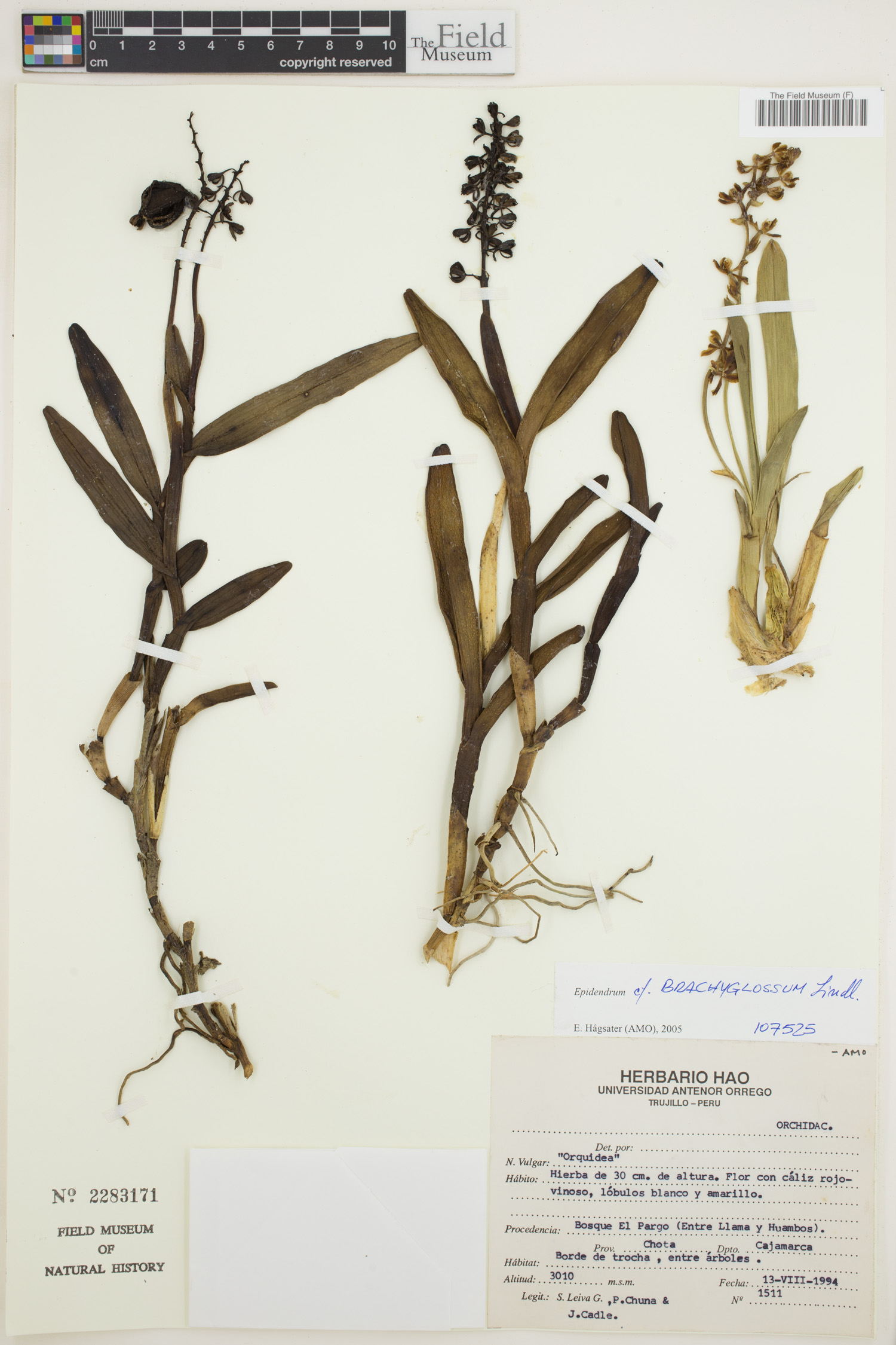 Epidendrum brachyglossum image