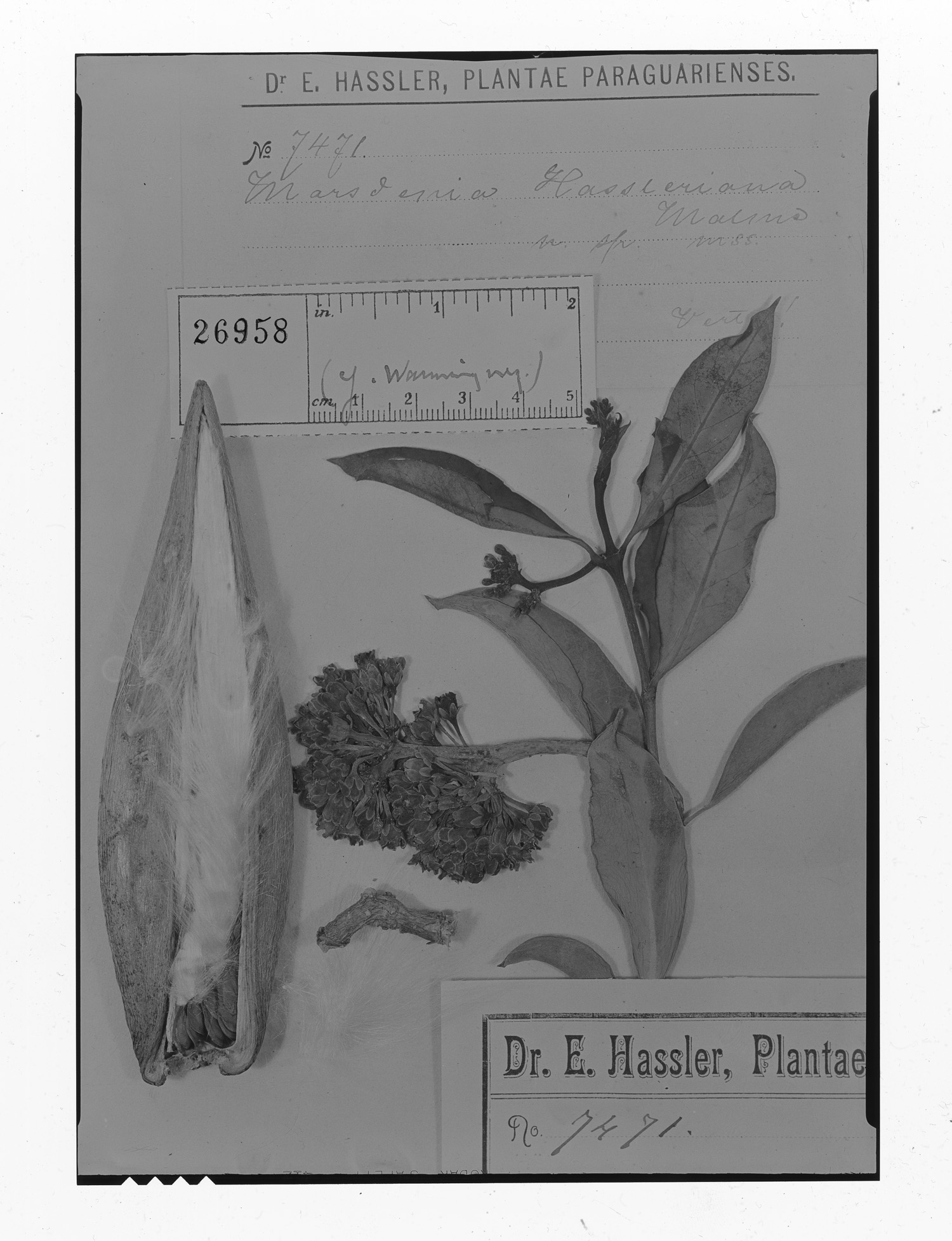 Marsdenia hassleriana image