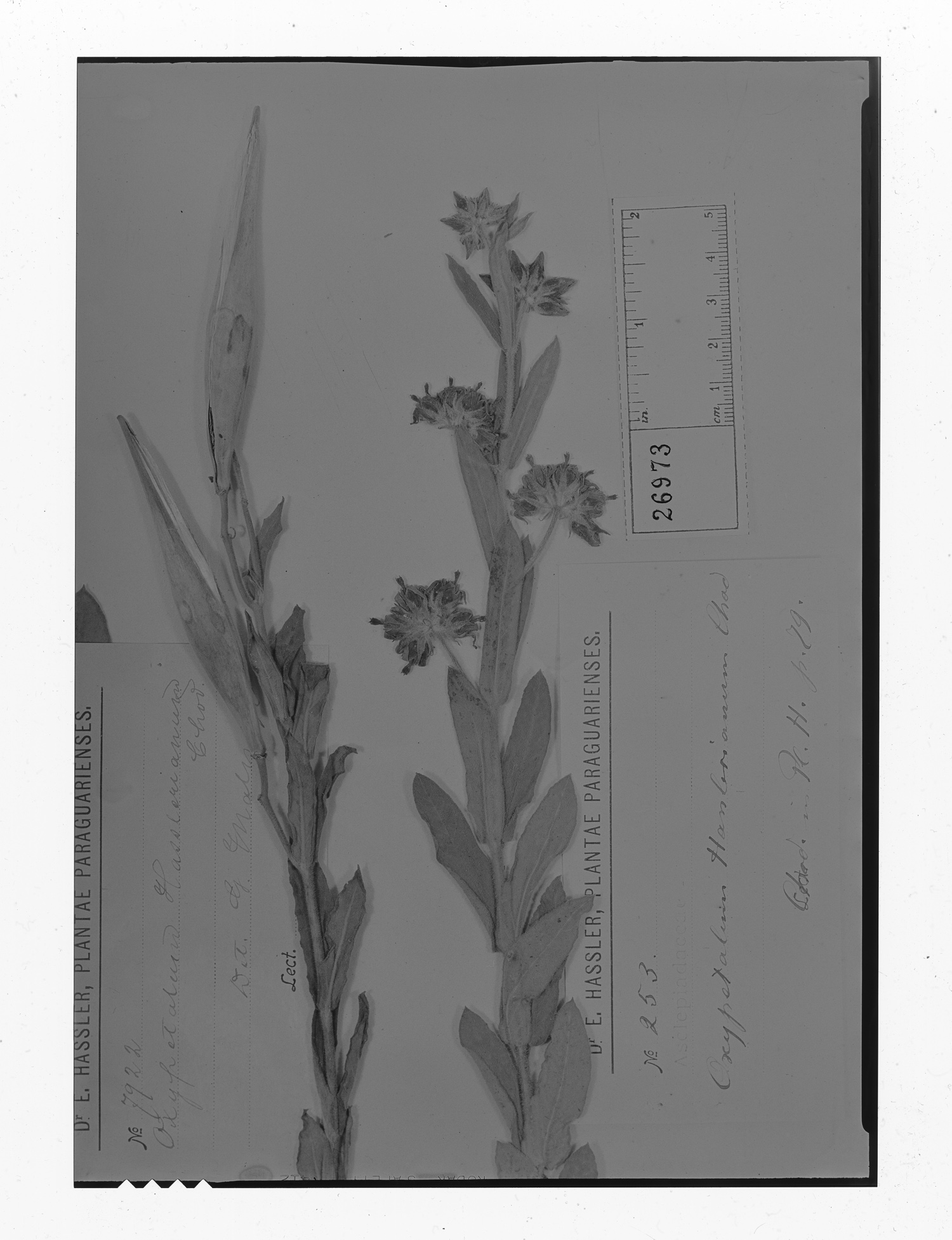 Oxypetalum capitatum subsp. mirabile image
