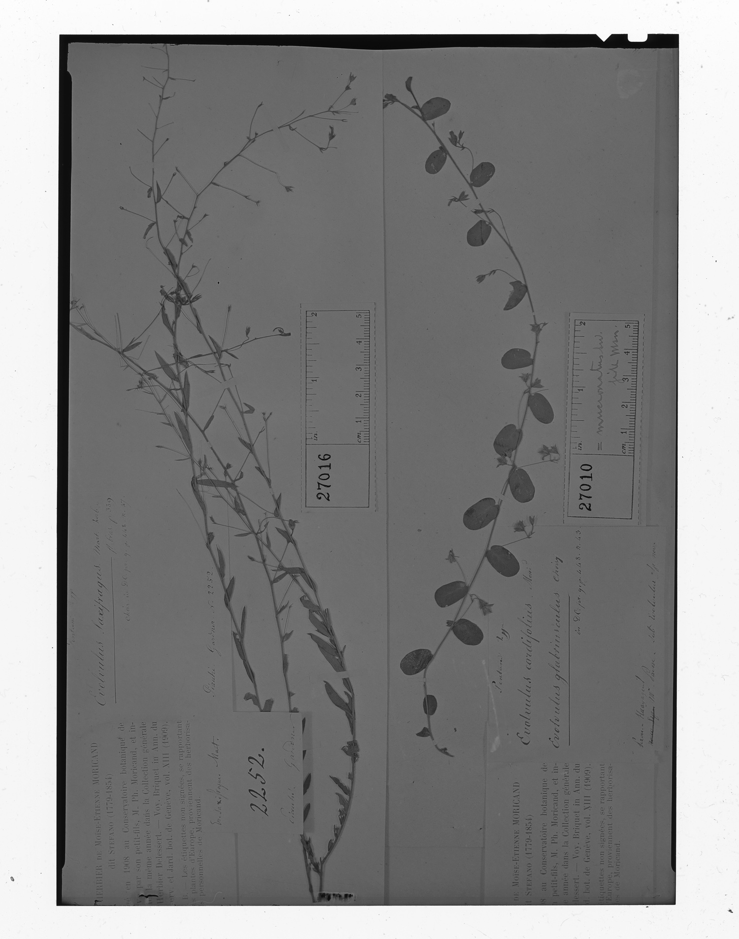 Evolvulus saxifragus image