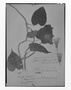 Odonellia hirtiflora image