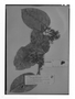 Maripa densiflora image