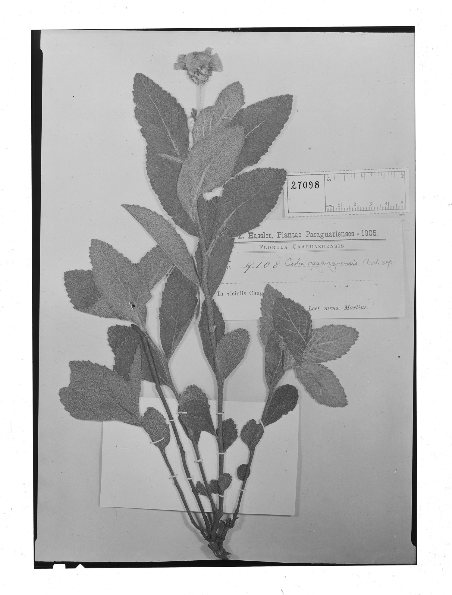 Varronia villicaulis image