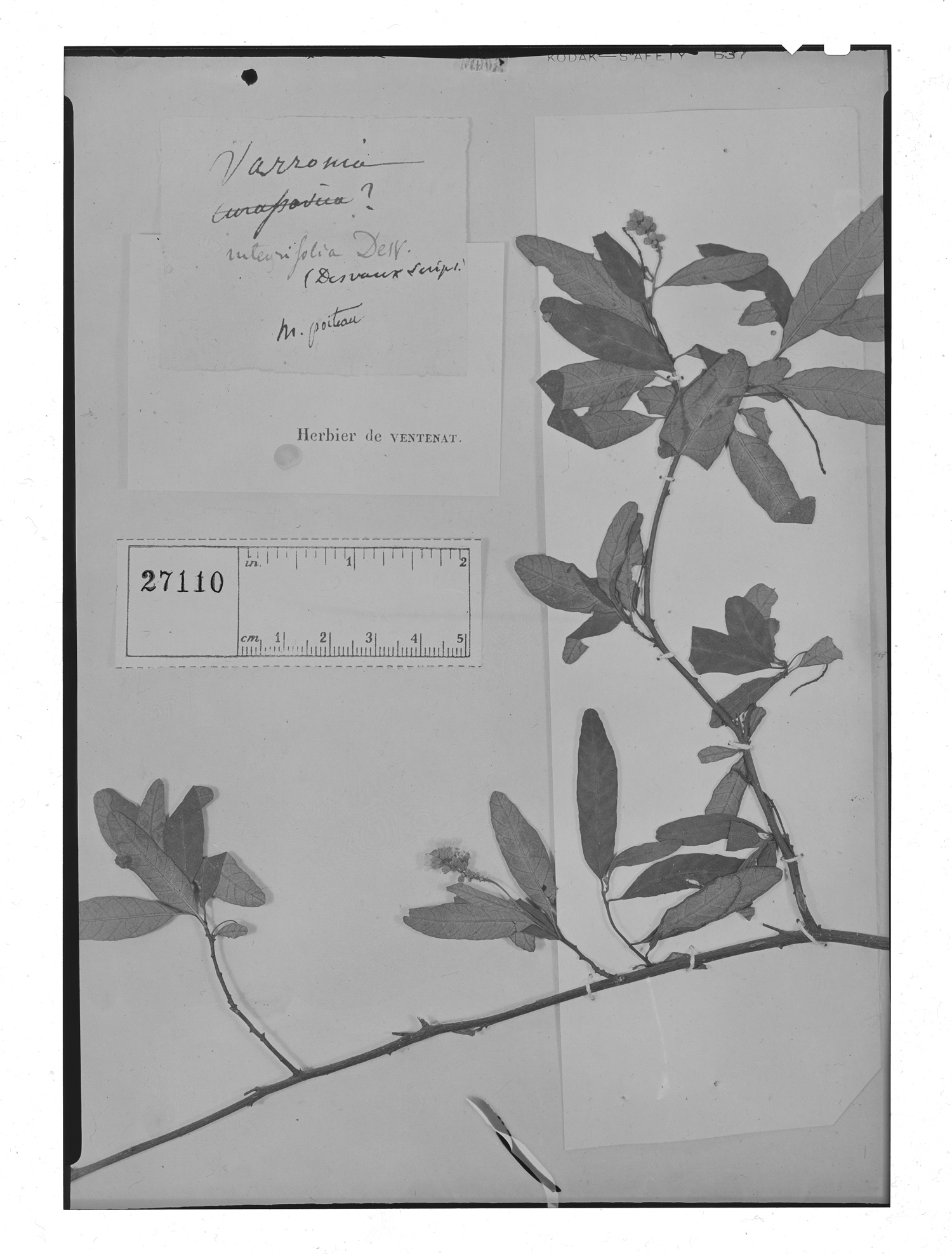 Varronia integrifolia image