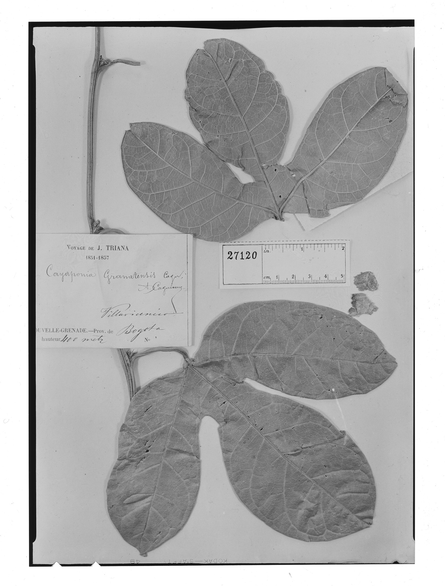 Cayaponia granstensis image
