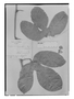 Cayaponia granstensis image