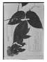 Cayaponia villosissima image