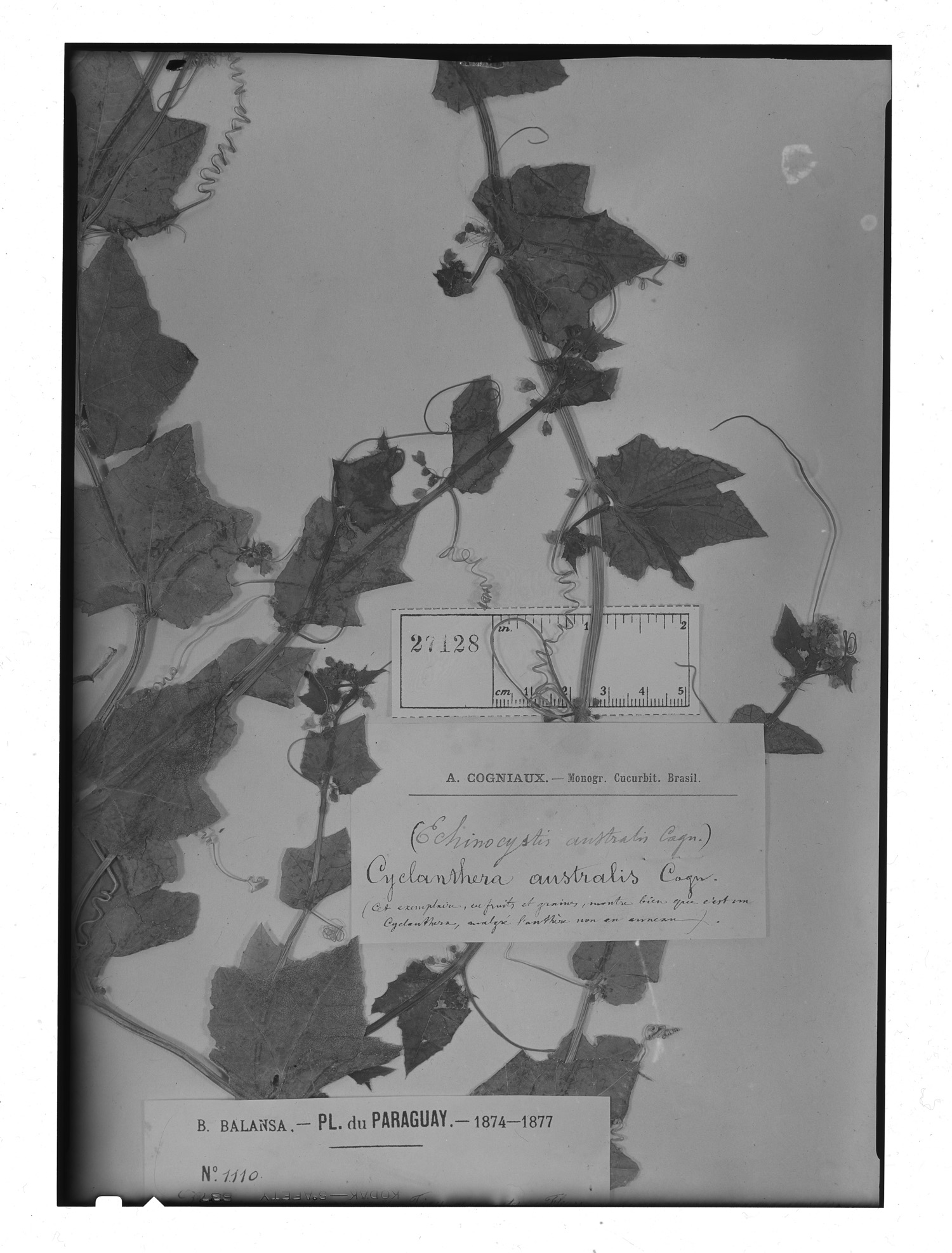Cyclanthera australis image