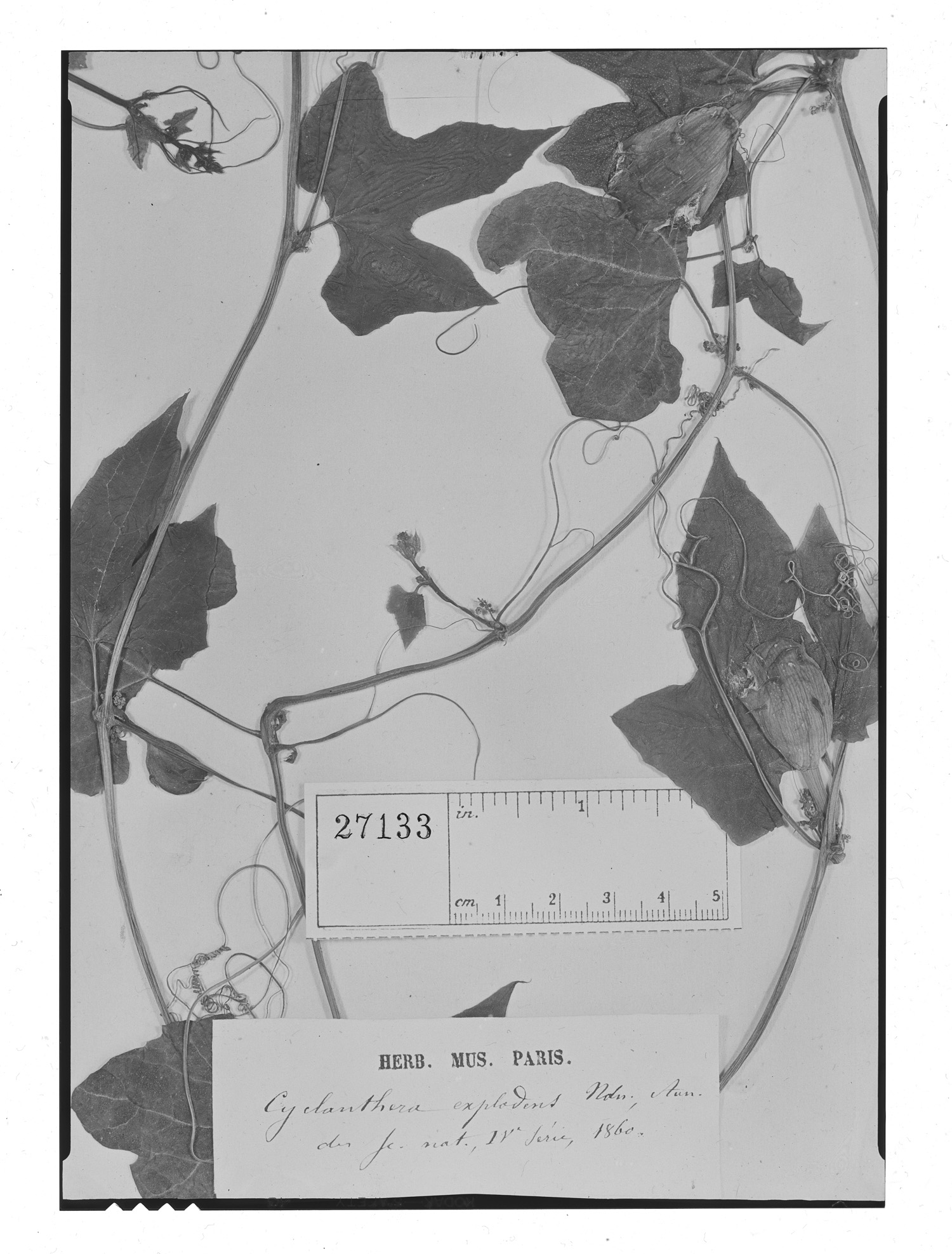 Cyclanthera explodens image