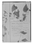 Cyclanthera microcarpa image