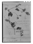 Echinopepon pubescens image