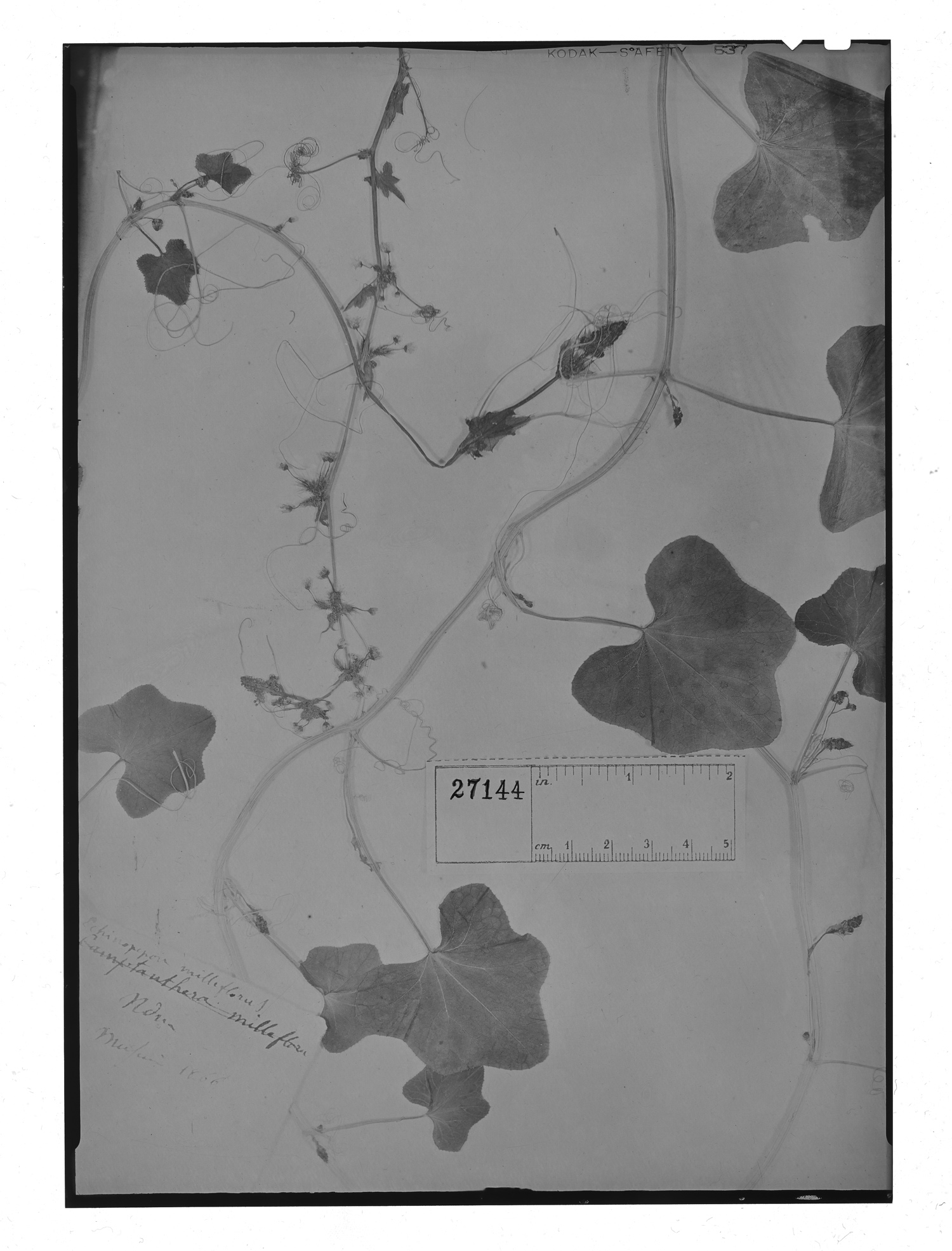 Echinopepon milleflorus image
