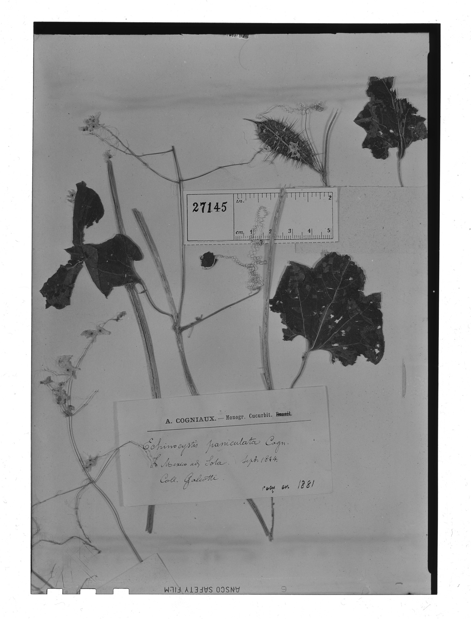 Echinopepon paniculatus image