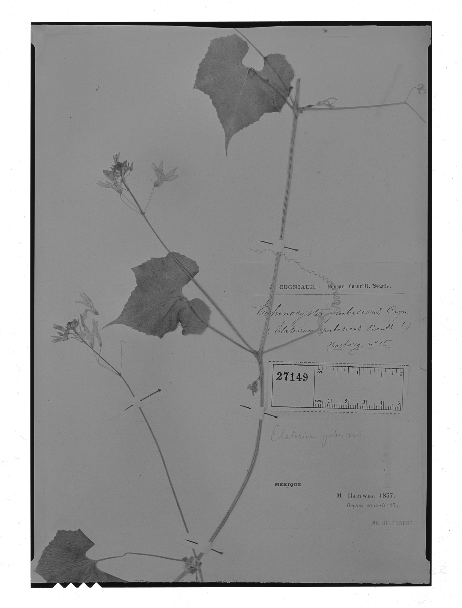 Echinopepon pubescens image