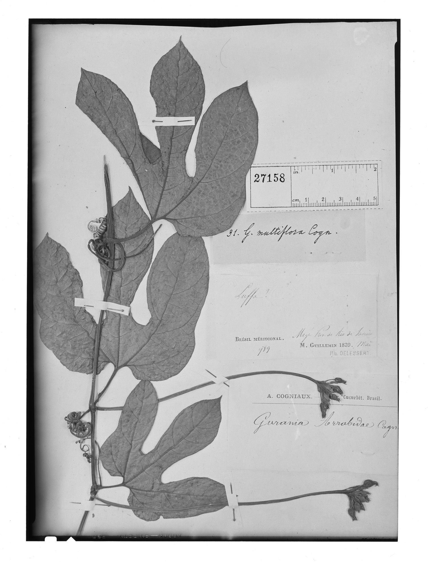 Gurania multiflora image