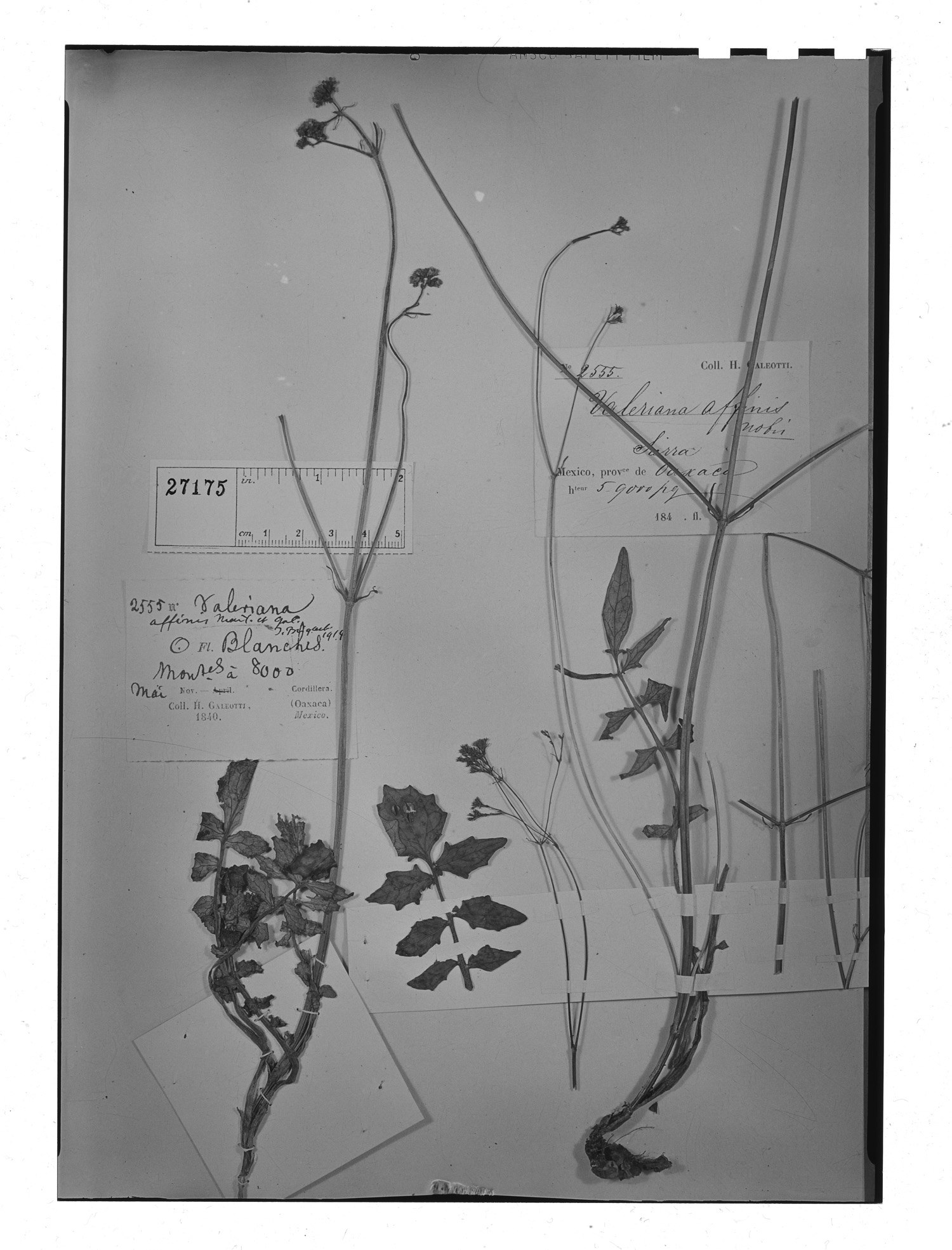 Valeriana affinis image