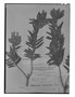 Valeriana bractescens image
