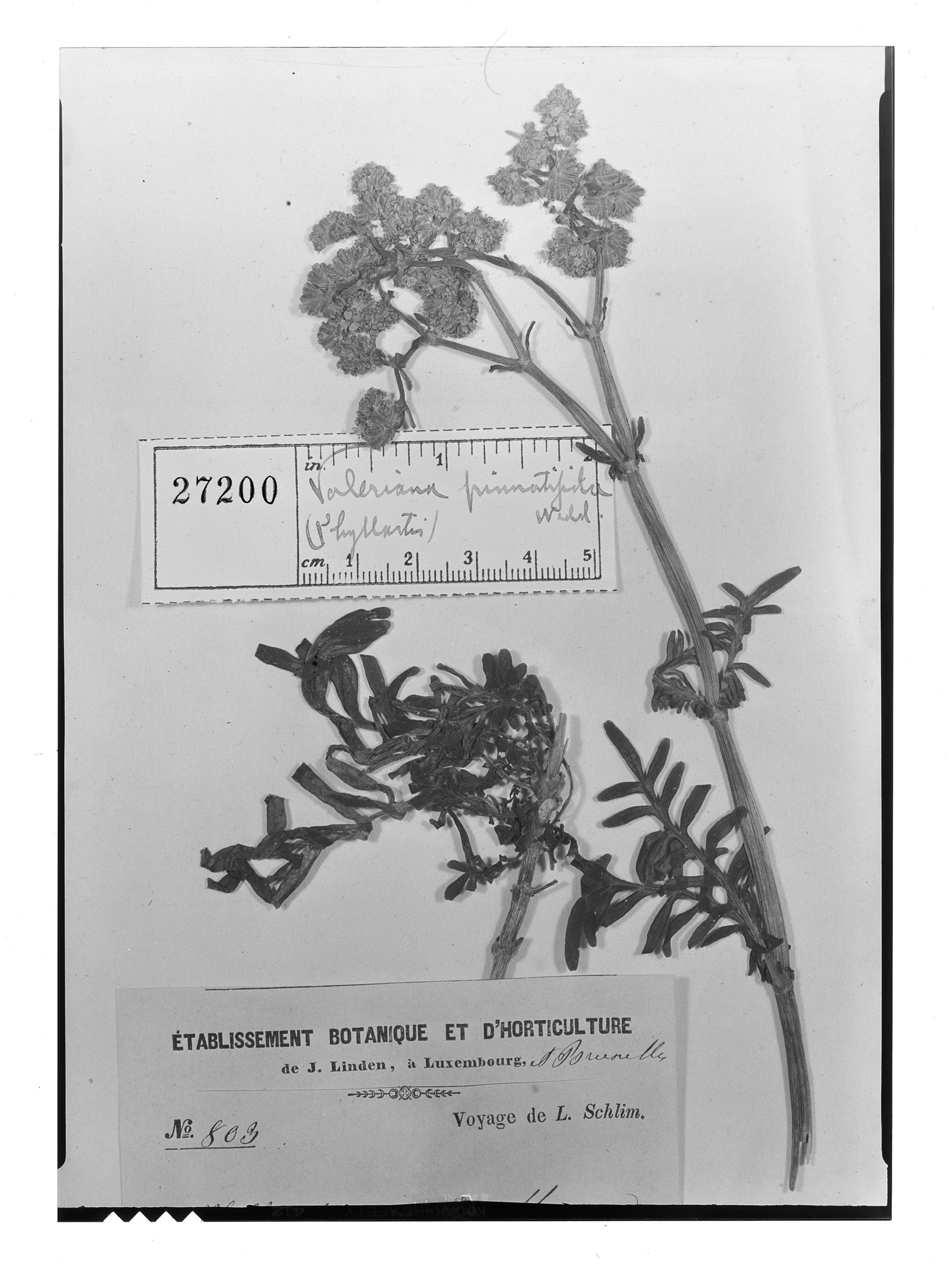 Valeriana pinnatifida image