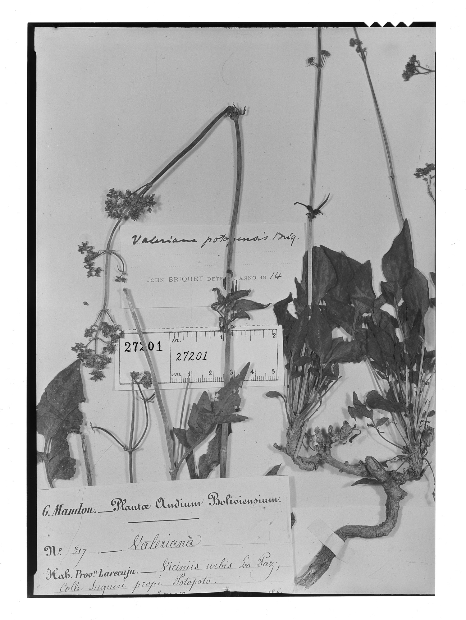 Valeriana potopensis image