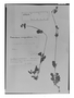 Valeriana robertianifolia image