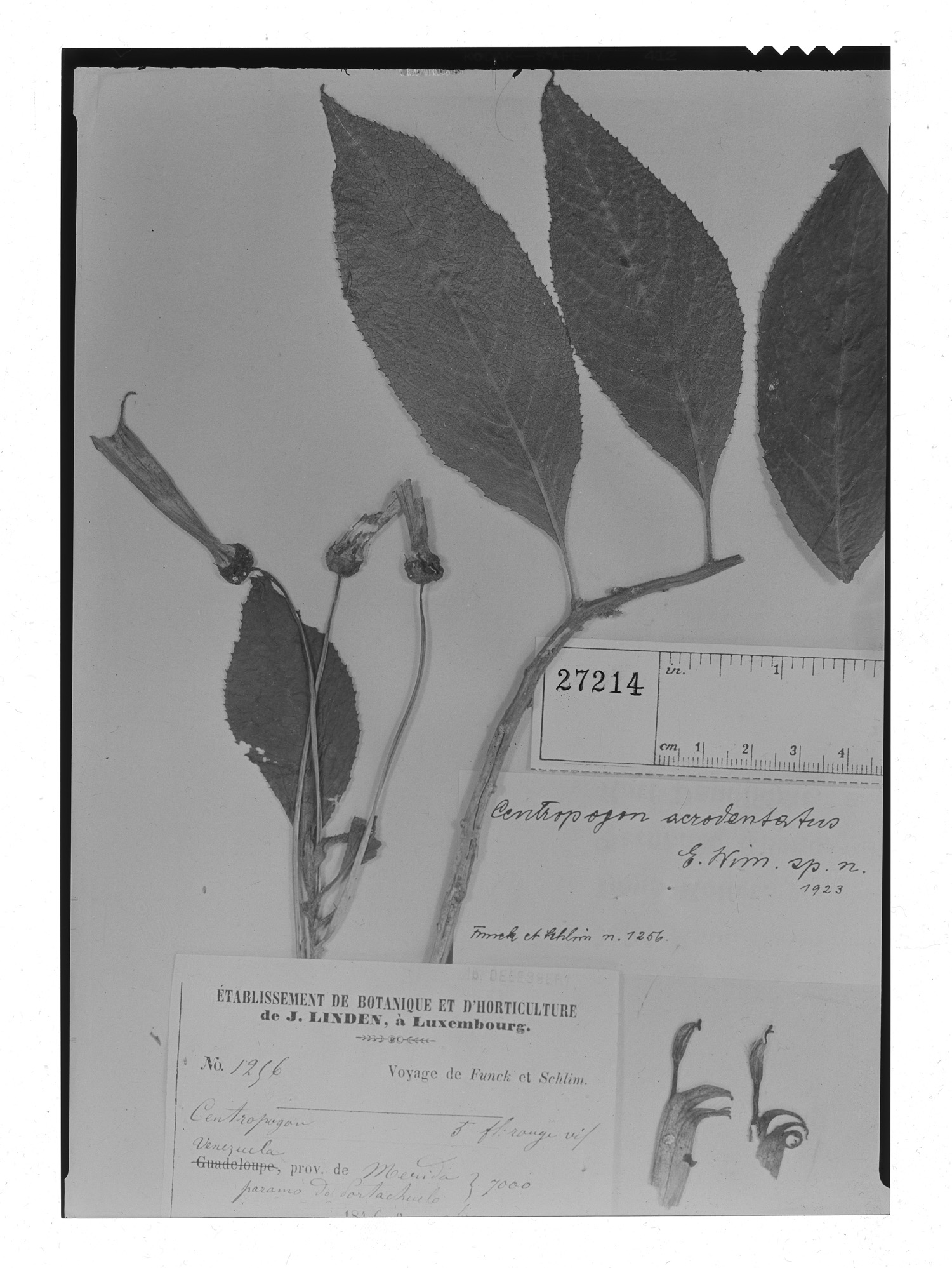 Centropogon acrodentatus image