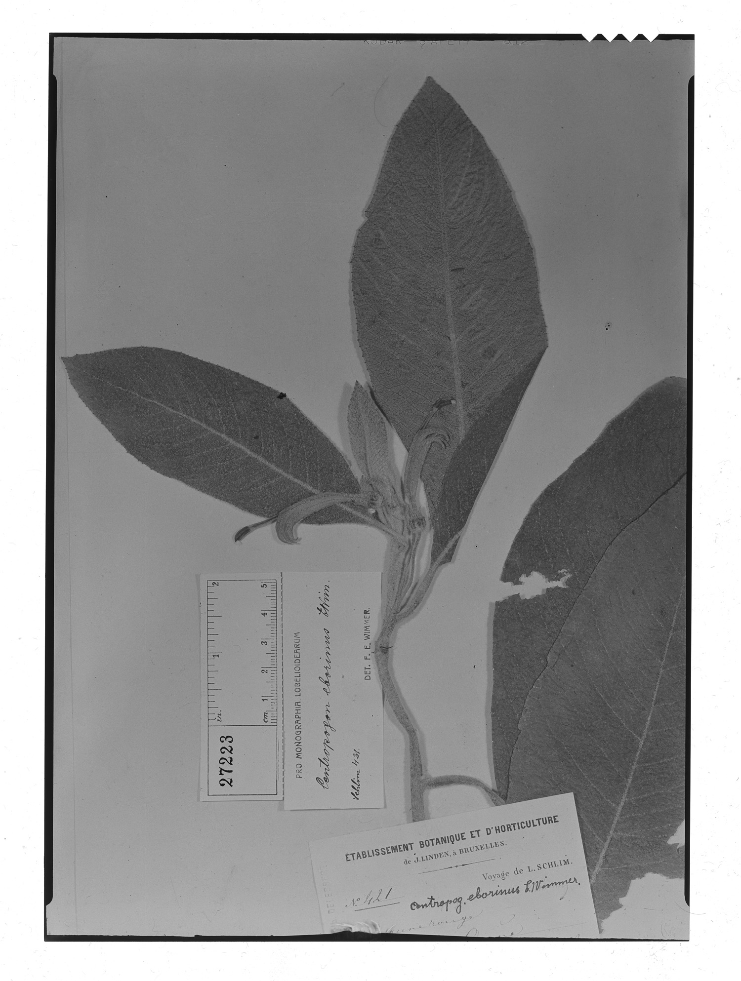 Centropogon eborinus image