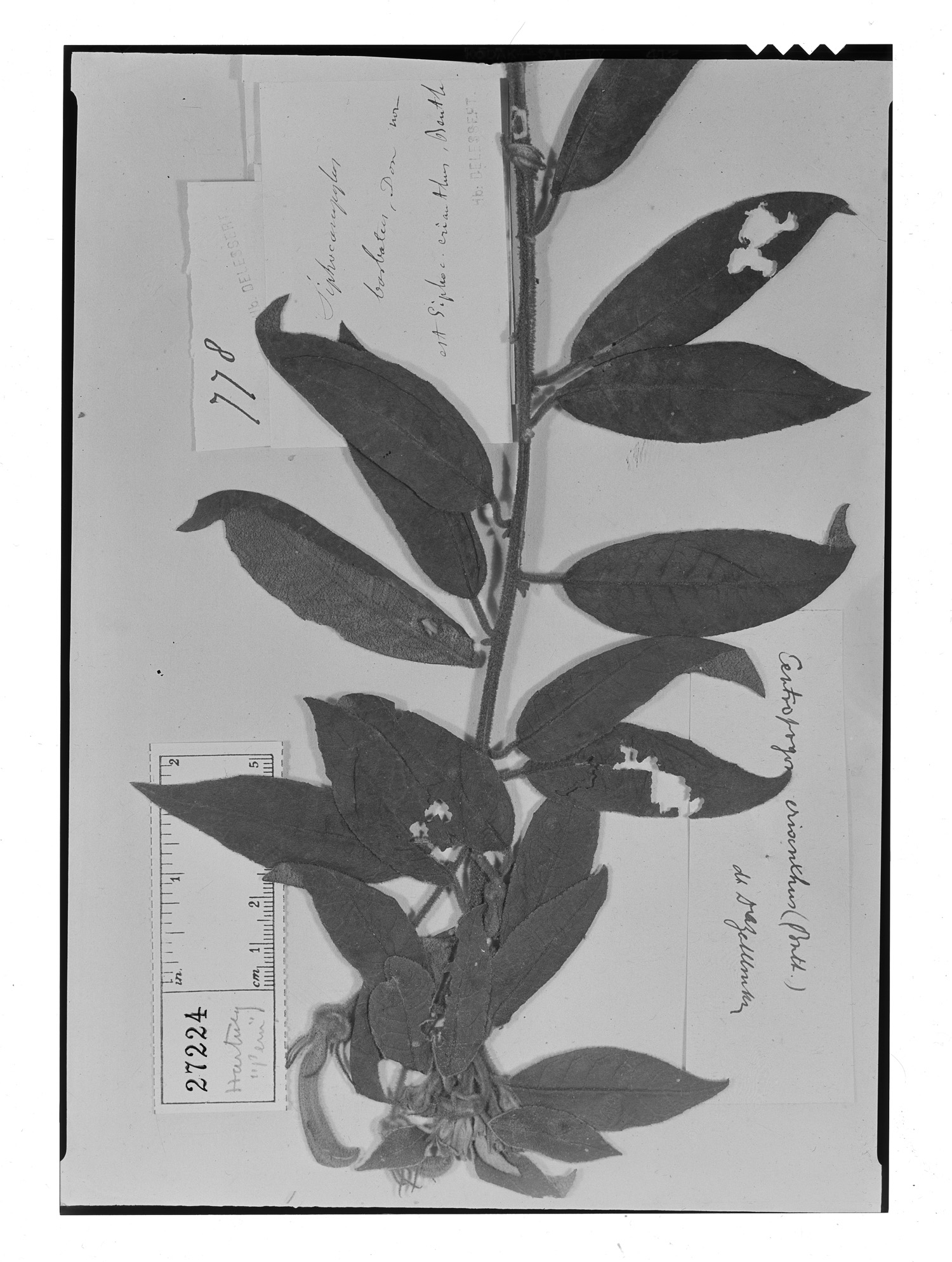Centropogon erianthus image