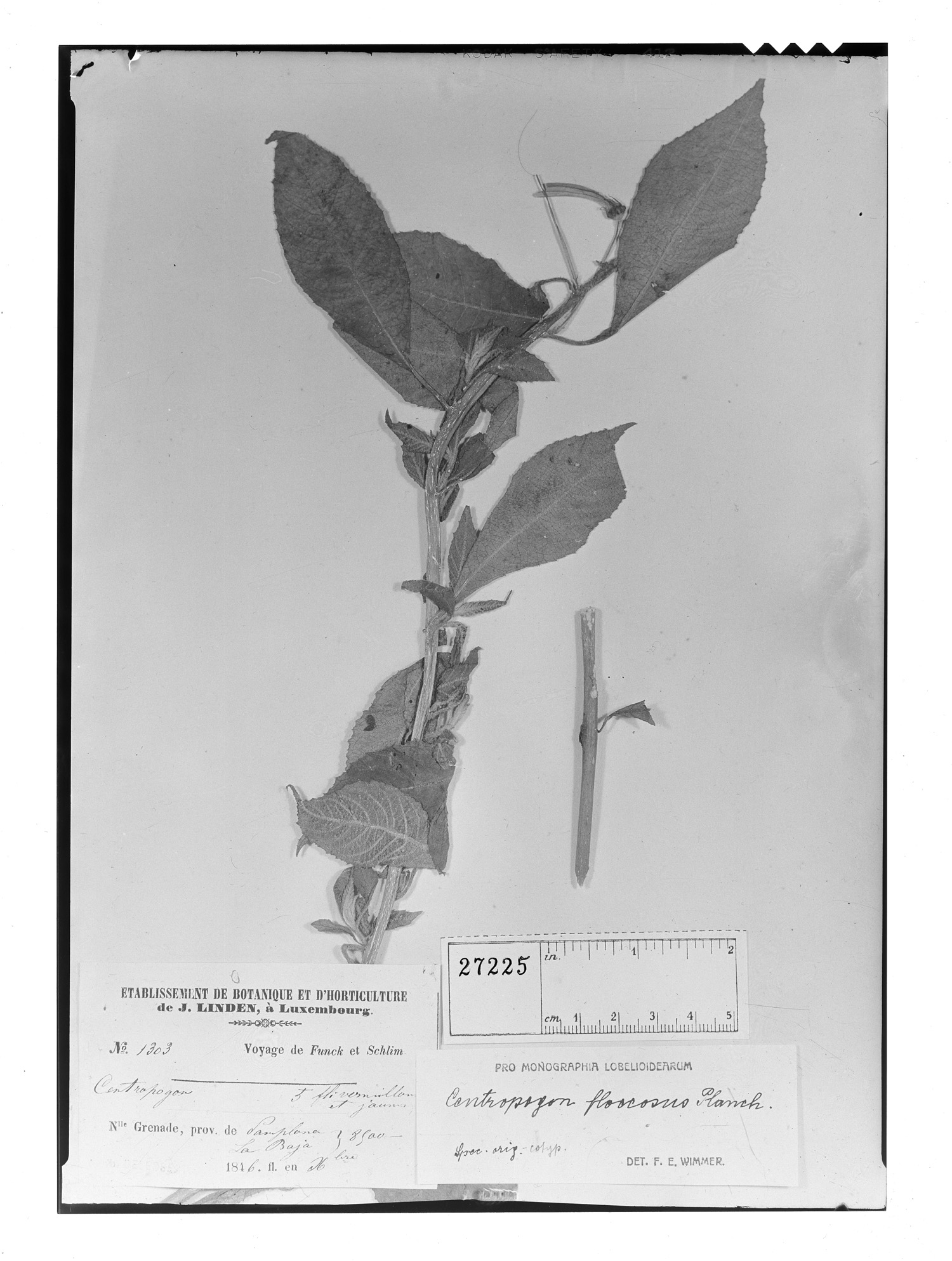 Centropogon floccosus image