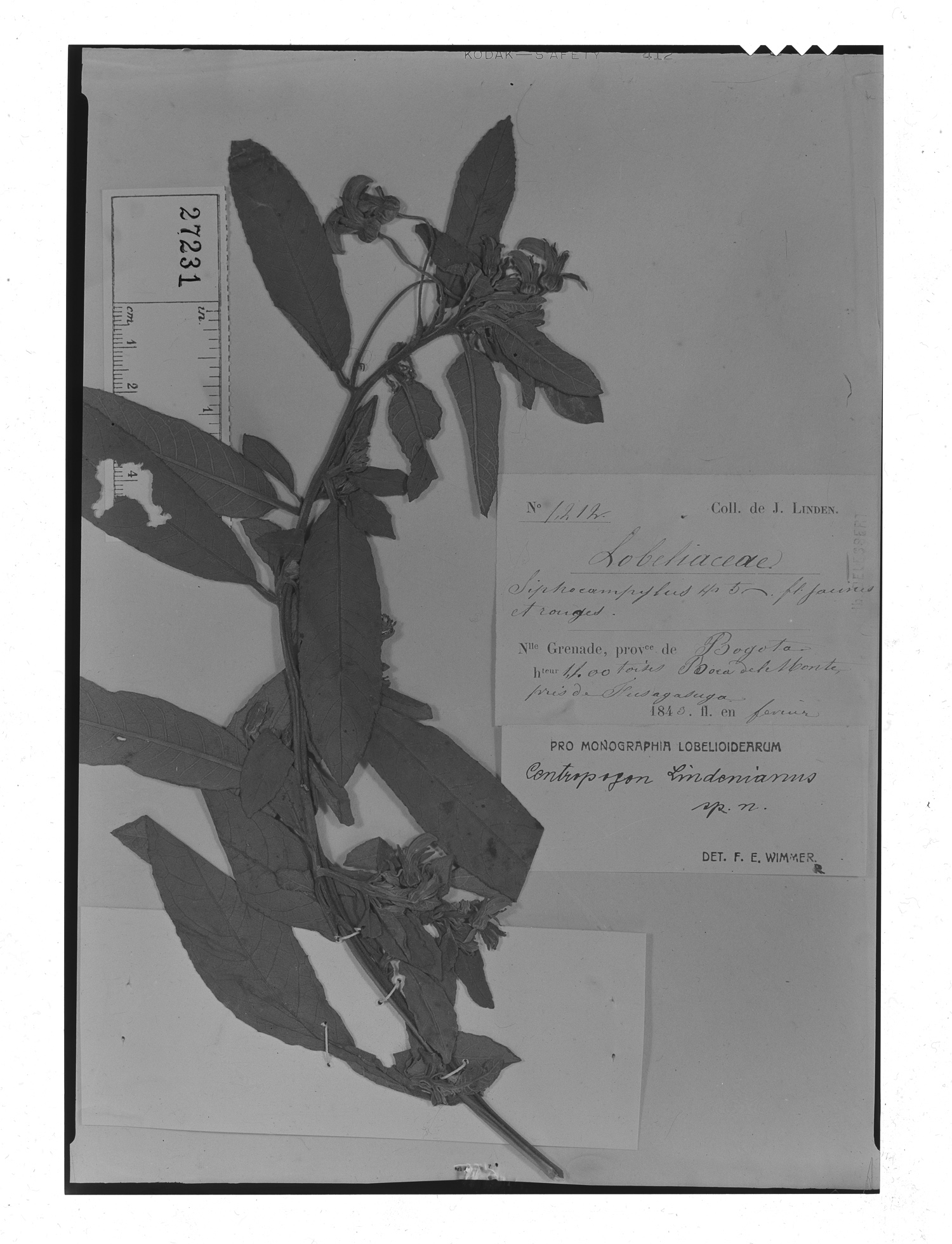Centropogon lindenianus image