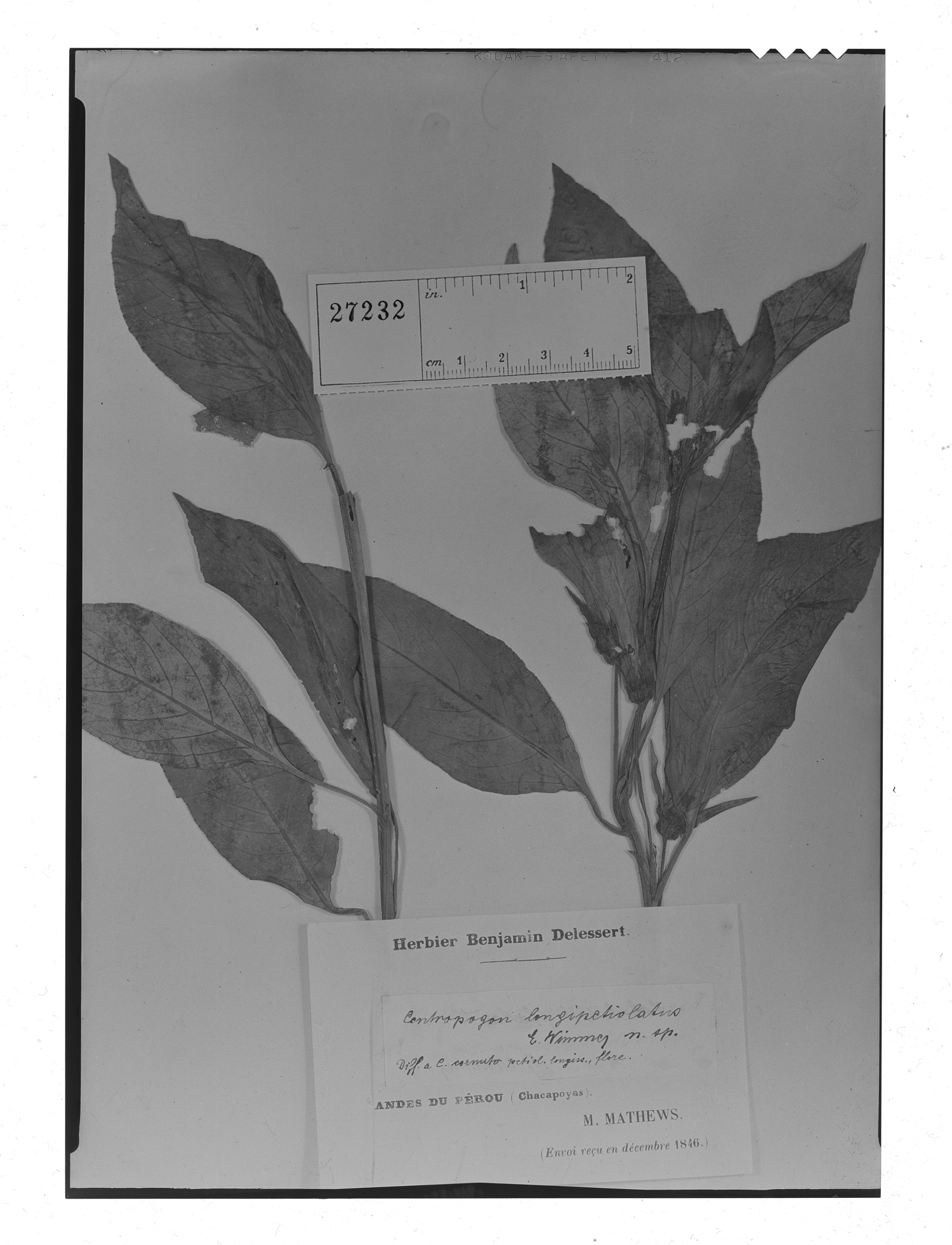 Centropogon longipetiolatus image