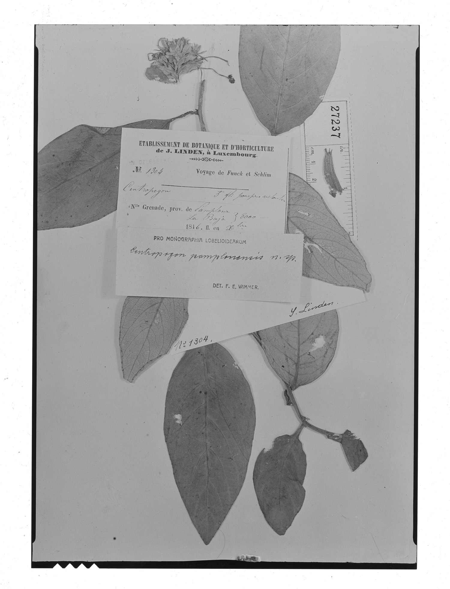 Centropogon pamplonensis image