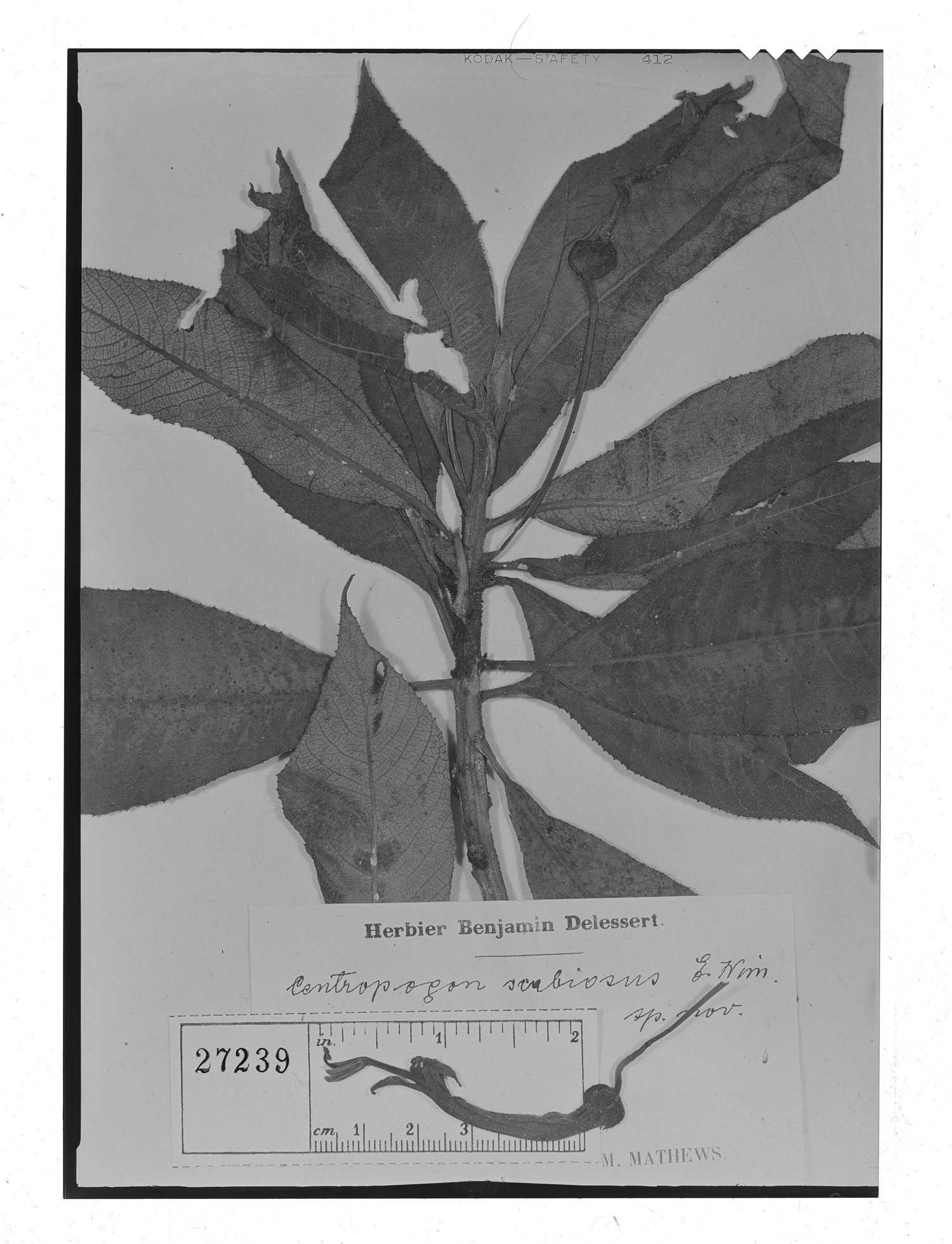 Centropogon scabiosus image